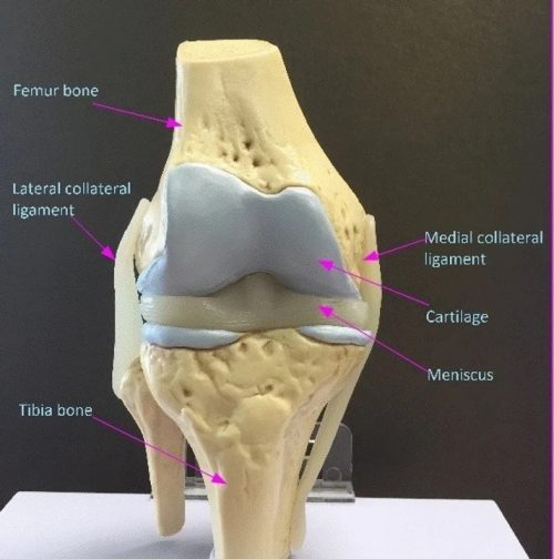 Knee-labelled.jpeg